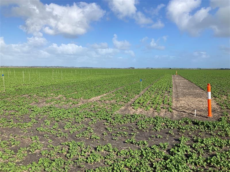 #hyperyieldingcrops canola, Millicent at early stem elongation. Growing rapidly on a sunnier (but still windy) day. <a href="/theGRDC/">GRDC</a> <a href="/GRDCSouth/">GRDC South</a> <a href="/MacKillopGroup/">MFMG</a> #SACropTechnologyCentre