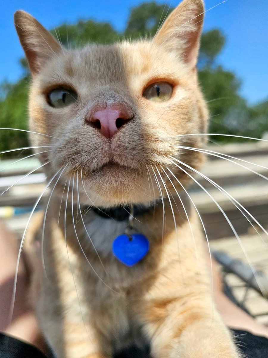 Karlsson, former shelter cat, now barn cat, horse trainer, lap warmer & massage therapist. Can we get a #boop 
#boopmynose #catsoftwitter #cats 
#inyourface #cat #sheltercat #orangecat #catdistributionsystem #barncat #apricotcat #karlssonontheroof
