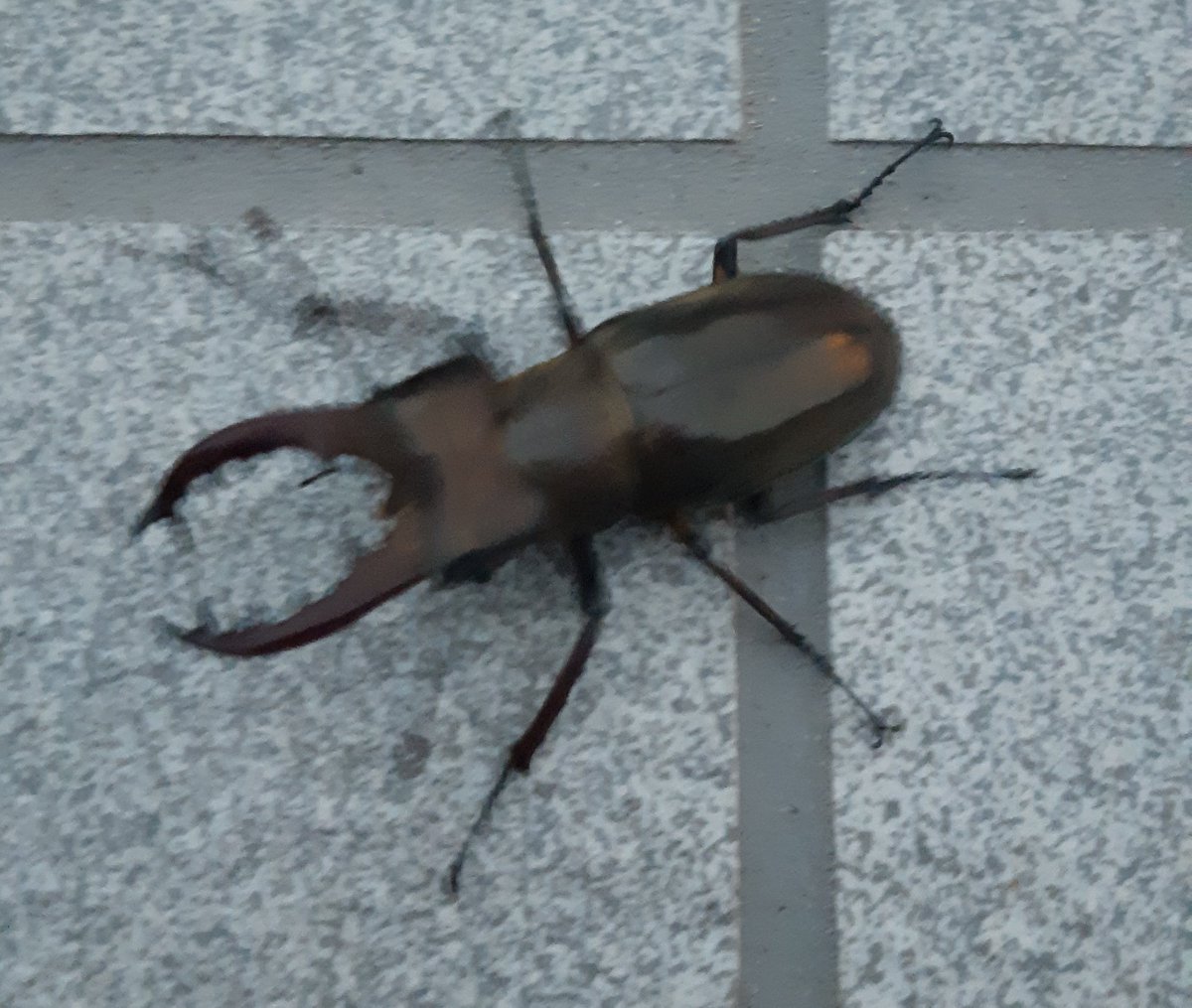 spitfire_2007's tweet photo. この連休、��が家に迷い込んだクワガタ・・
飼おうか悩んだけど
可哀相なので逃がしました☆ https://t.co/DafUiRJBOe