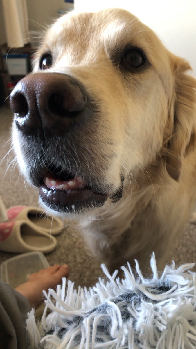 serviceK9jack's tweet photo. Mine bref is NOT stimky >:( https://t.co/bh77WLyFrB