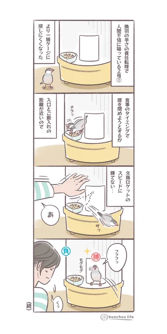 最近また2号をケージに戻すのに苦労している話①
信頼関係が上手くいっていないとなかなか難しい
#文鳥 
#4コマ漫画 

*過去作ダウンロードできます!(固定ツイート参照) 