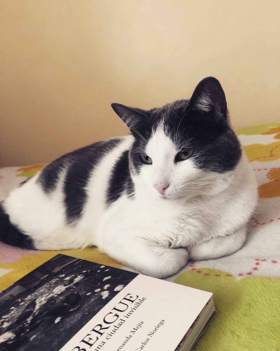 Mau tiene los colores de #AlbergueCrónica 🖤🕶 Si tienen ganas de leer, pueden conseguir su ejemplar en librerías independientes de Quito o pedirlo en este enlace  docs.google.com/forms/d/e/1FAI…