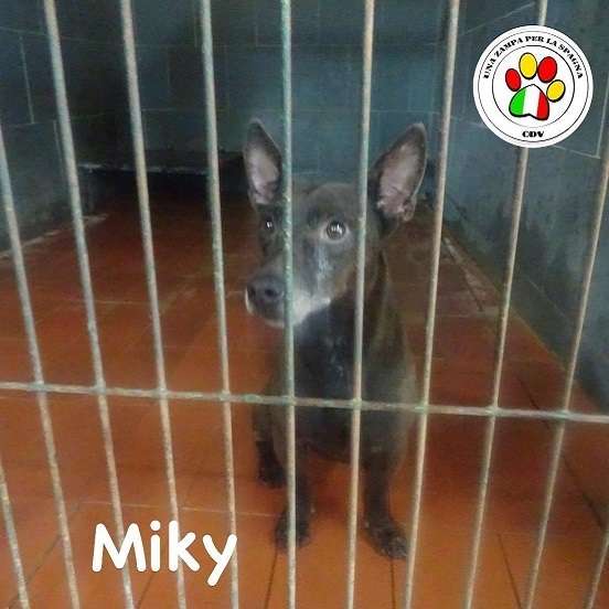 cercoCane's tweet photo. MIKY

Se la tristezza si potesse vedere, avrebbe gli occhi di Miky, piccolo cagnolino di 5 anni circa, dolcissimo e disperato per il suo abbandono. Non si muove da giorni in  attesa che chi lo ha lasciato torni a prenderlo... #CategoriaAdozione

https://t.co/u5nR7YtywM https://t.co/OpUs4DU7Yc