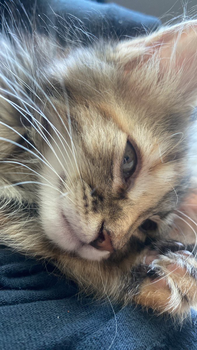 Forgot to post my new kitty!
Say hello to Tessa!