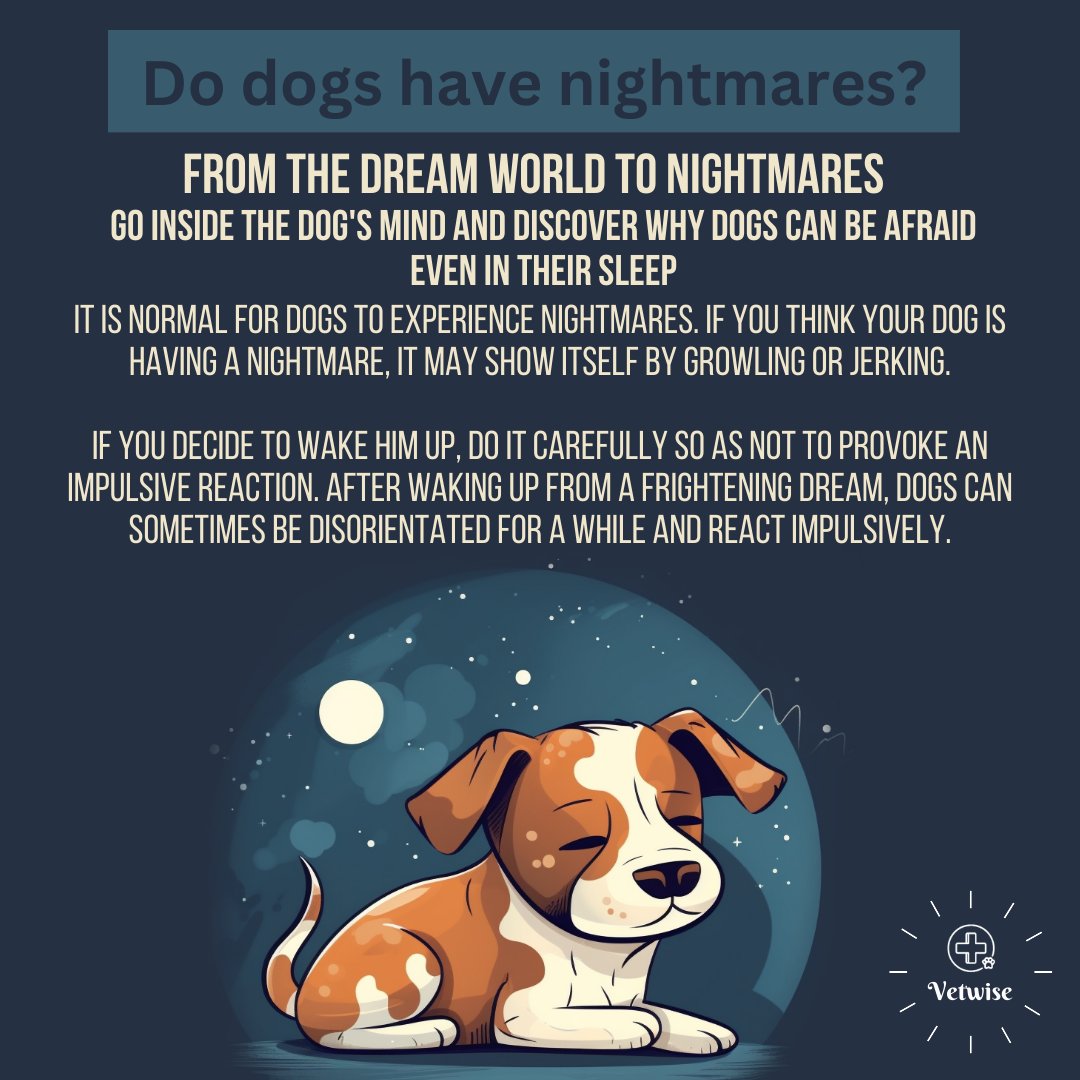 Go inside the dog's mind and discover why dogs can be afraid even in their sleep.

#nightmare #dog #veterinary  #education  #vetwise