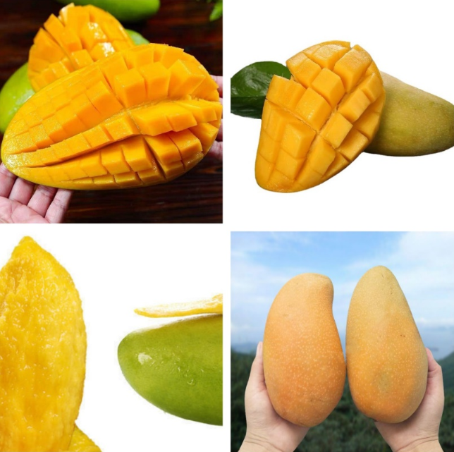 Homystar2's tweet photo. Fruity, rich and sweet
Tender and tasty with yellow heart
Naturally ripe and juicy
Full fruit shape and Nutrient-rich
https://t.co/JeD3NGkfx9
#Fruit  #Orchard  #FreshFruit #Taste #Gourmet #HighQuality #Sustainable #mango https://t.co/Eb1ZkvXGmD