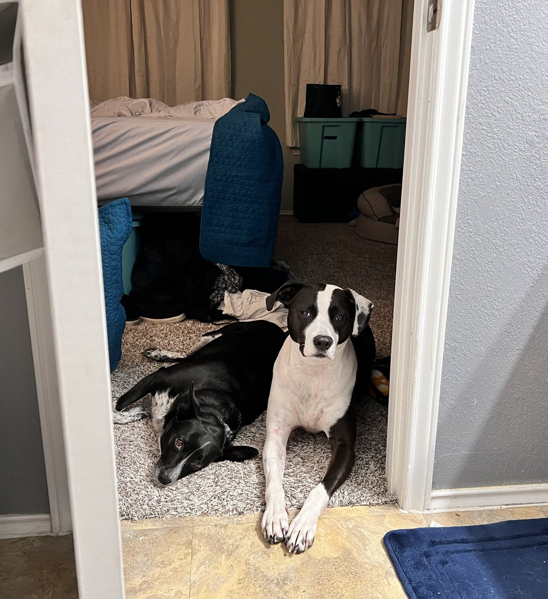 Qoncerned about Dad after his visit to Vet. Must sit at door to bathroom in case he needs Quinn.