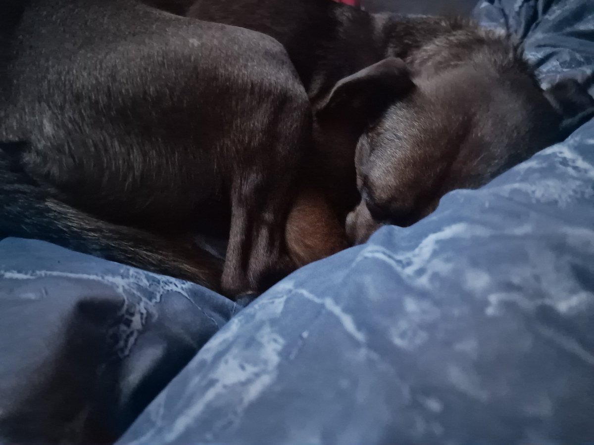 WotDaighanShan's tweet photo. #petsOfTime https://t.co/UcDH2Nbfir