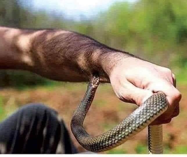 Могой галд шатах гэж байгааг нэг залуу хараад аврахаар шийджээ. Аврах гэж оролдох үед могой түүнийг хатгаж тэсвэрлэхийн аргагүй их өвдөлт өгч гэнэ. Өвдөлтөөсөө болоод залуу могойг алдаж, могой буцаад гал уруу унав.

Ингээд залуу төмөр саваа ашиглан могойг галаас гаргаж амийг нь