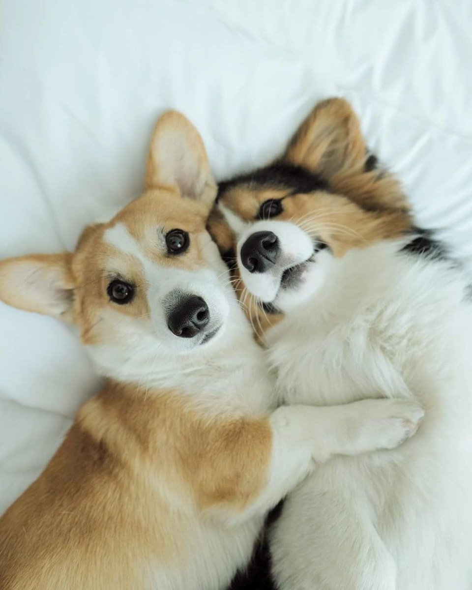 Corgi_Lovers0's tweet image. ❤️🖤
#CorgiLover #CorgiCrew #Corgi #corgibeans #bachelorette #Crimea #ISTJby7DREAM