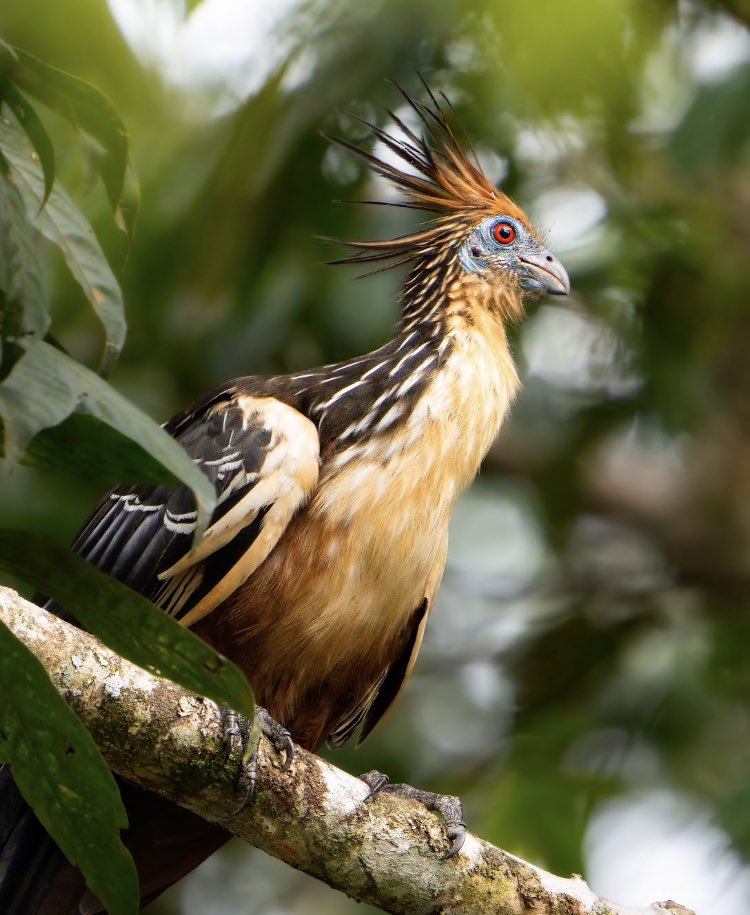 JorgeAEE's tweet photo. Animales fantásticos del Yasuní:

El Hoatzin o pava apestosa 

Este 20 de Agosto, 

#SíAlYasuní 

✅Sí a su megabiodiversidad 
✅Sí a la Nacionalidades Indígenas 
✅Sí a los pueblos en aislamiento 
✅Sí al agua 💧 
✅Sí a la tierra 🌎 

Sí a nuestro futuro 🌀 https://t.co/KFlLUHsupr