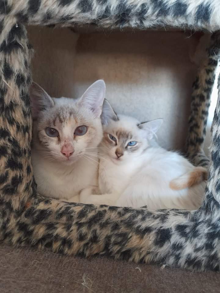 DeGatitos_'s tweet photo. Seguimos publicando a los gatitos rescatados del allanamiento del bajo Flores.
MIra a estas bellecitas.
Maria Mama, y Maria bebe.
identicas.
Todavia le sigue tomando la teta la chiquita
Buscamos adopcion conjunta.
este jueves seguimos castrandolos a todos
#LosRiveraIndarteFDG https://t.co/kOCIzB47Ya