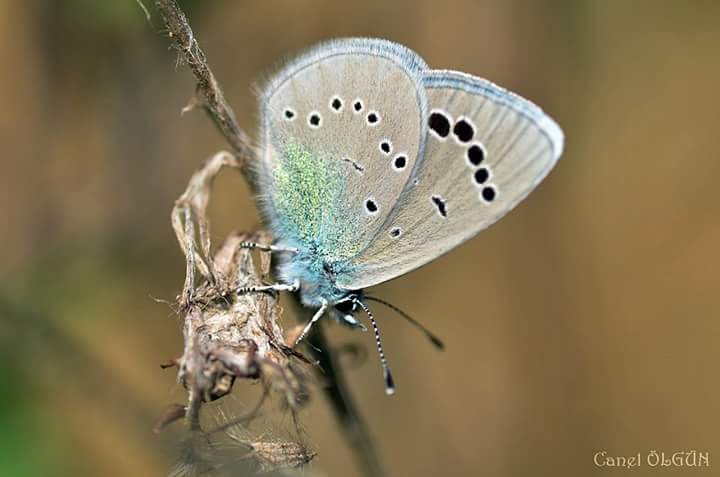 #haftanınkelebegi #kelebek #mavi