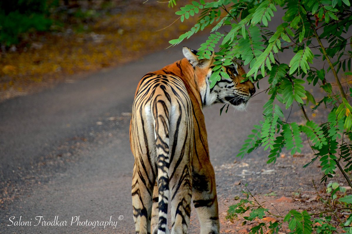 Tiger Tuesday!

🐅: Maya. 
📷: @WildlifeSaloni 
📍: Tadoba Andhari Tiger Reserve, Maharashtra.

#salonitirodkarphotography #tigertuesdays #tiger #tigress #panthera #pantheratigristigris #maya #tatr #tadobaandharitigerreserve #tadoba #tadobanationalpark #tigersofindia