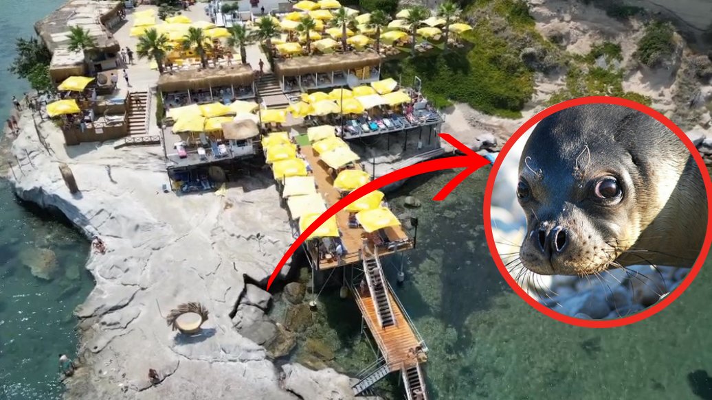 Bir eşsiz koya daha çöktüler: 
Akdeniz foklarının yuvasına kaçak iskele!

İzmir'in Karaburun ilçesindeki Ayı Balığı Koyu'nu For You Otuz Beş adlı işletme tel örgülerle çevirip girişleri kapattı ve koya izinsiz şekilde demir ve çelikten iskele koydu. 

Bölge akdeniz foklarının