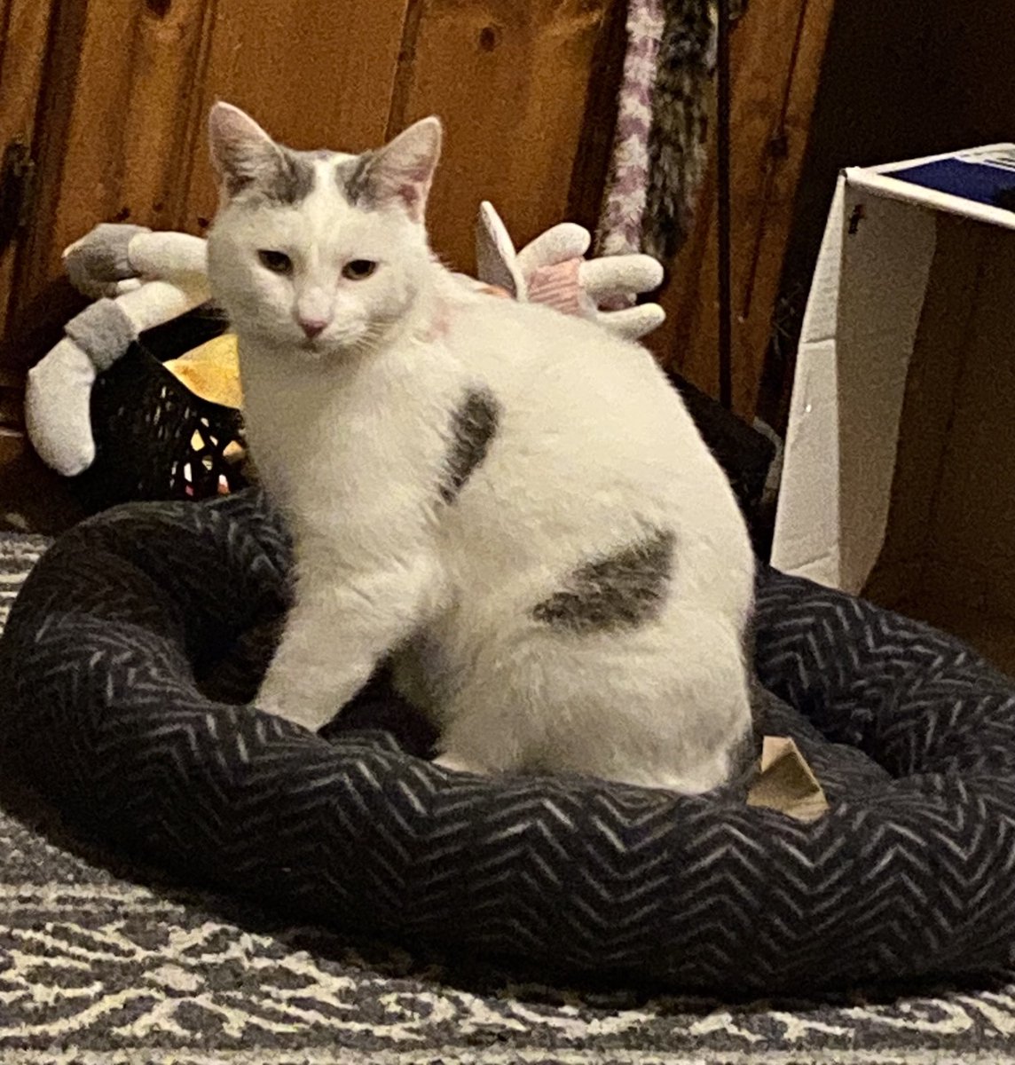 Maggie Magpie on Twitter "Bought the 3 Kitties one of these 5 cat