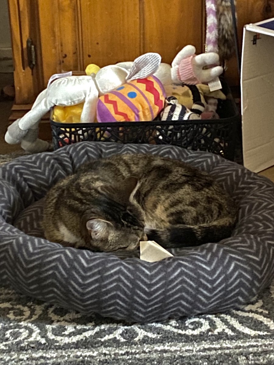 Maggie Magpie on Twitter "Bought the 3 Kitties one of these 5 cat