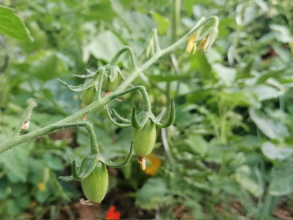 TomderZar's tweet photo. Guten Morgen Leute ☕
Bitte weitergehen, hier gibt es nichts zu sehen. 👀
#garten #dailyfleets #garden #kleingarten #gartenlogbuch #wienliebe #wienmalanders #vienna #schrebergarten #paradeiser #tomaten https://t.co/hhlfnLMSEd