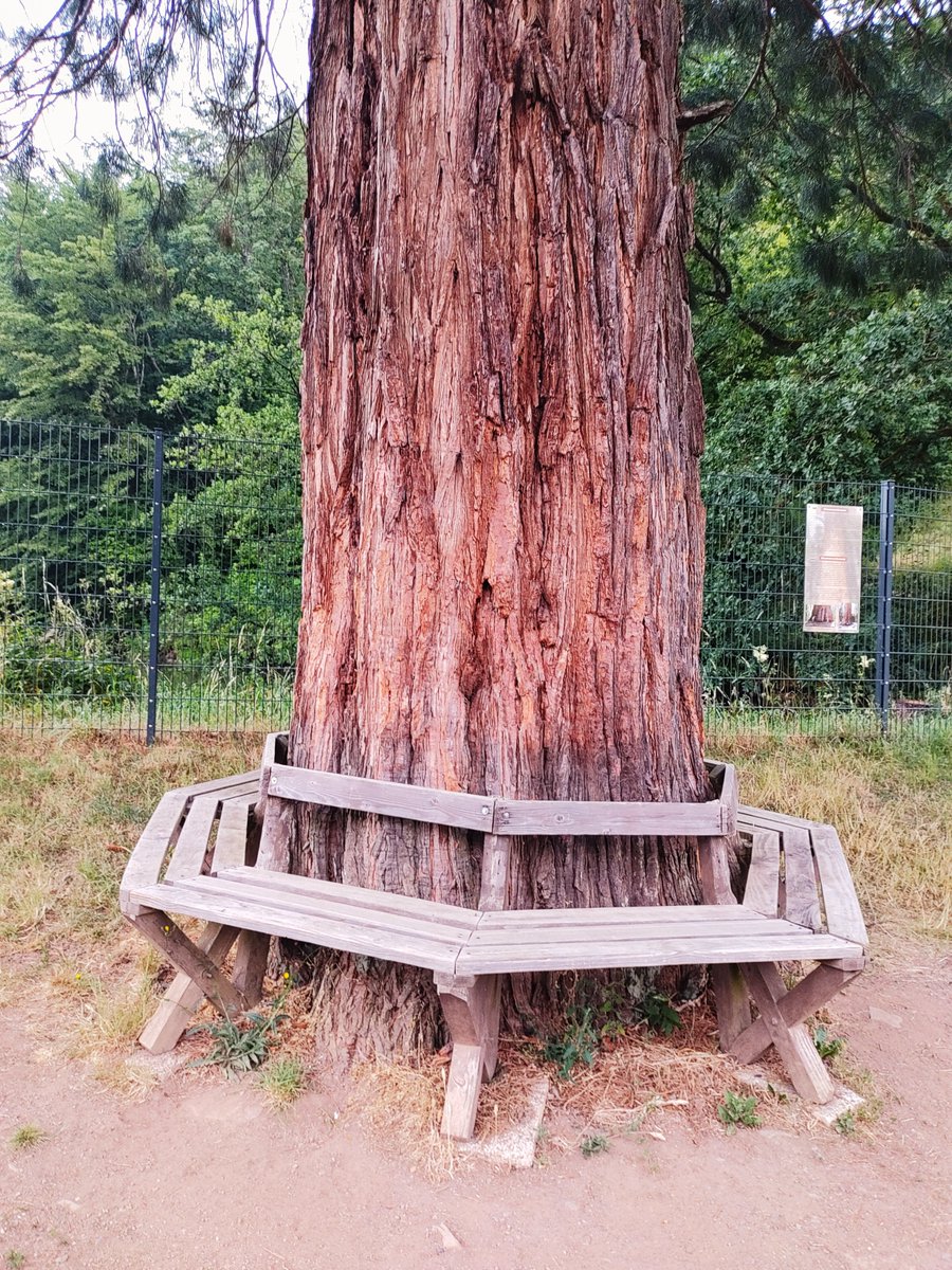 StephaneNature's tweet photo. Healthy, peaceful #Thicktrunktuesday from a welcoming tree in the wonderful Kyll-valley in the region #Eifel (Germany) ποΈπ΅ββοΈπ³π¦ποΈποΈπ€οΈ
#Trees #TreeRide #TreeHike #Nature #Climate #MentalHealth #RiverValleys #Biodiversity #Peace #RussiansGoHome https://t.co/869bPuTFnO