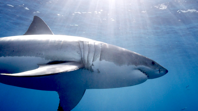 Argonon's tweet photo. After a spate of fatal shark attacks in Egypt, @windfall_films investigates whether human activity and climate change is altering the behavior of sharks.
Why Sharks Attack, tonight at 8pm on @BBCOne
#WindfallFilms #BBC #Sharks #Argonon #Egypt https://t.co/qajDjAQYnW