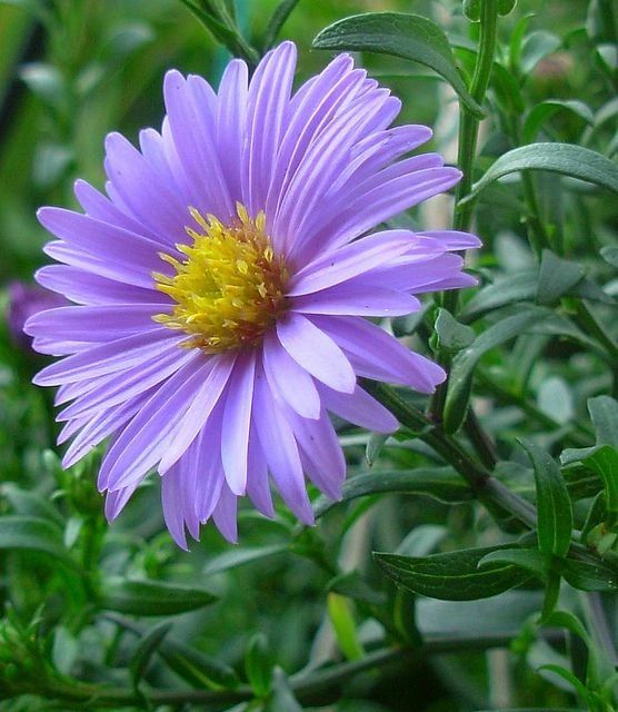Shathi_Akter_'s tweet photo. Beautiful.......😍😍😍

#Flowers 
#Lovelyz 
#Nice 
#Great https://t.co/klbYpRBUnm