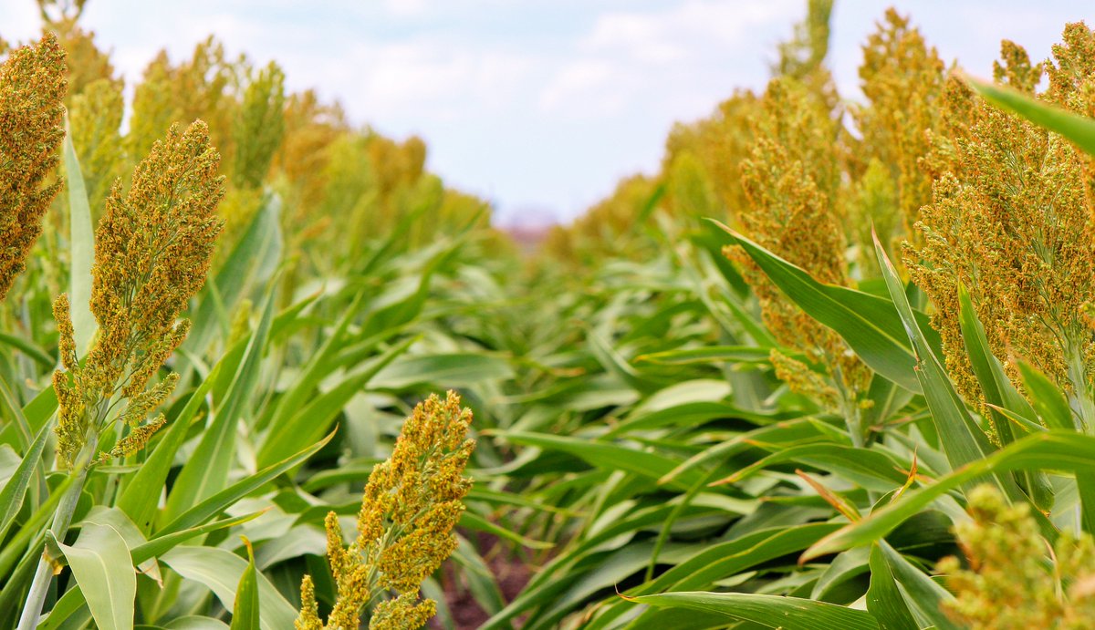 GRDCNorth's tweet photo. Loretta Serafin @LorettaSerafin
@NSWDPI_AGRONOMY discusses the influence of row configuration in sorghum on yield and residual soil water at harvest west of the Newell highway.
Paper: https://t.co/gAHkB9Rx1U
#GRDCUpdates #Bellata https://t.co/UuKeEFEFgJ