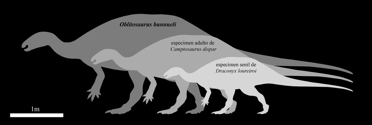 🆕🦕 ¡Tenemos NUEVO DINOSAURIO! 👇 𝑶𝒃𝒍𝒊𝒕𝒐𝒔𝒂𝒖𝒓𝒖𝒔 𝒃𝒖𝒏𝒏𝒖𝒆𝒍𝒊 'El lagarto olvidado de Buñuel'. Se trata del mayor #dinosaurio ornitópodo del Jurásico de #Europa definido por paleontólogos de la @Funda_Dinopolis en la revista @ZoolJLinnSoc #Paleontología #Teruel