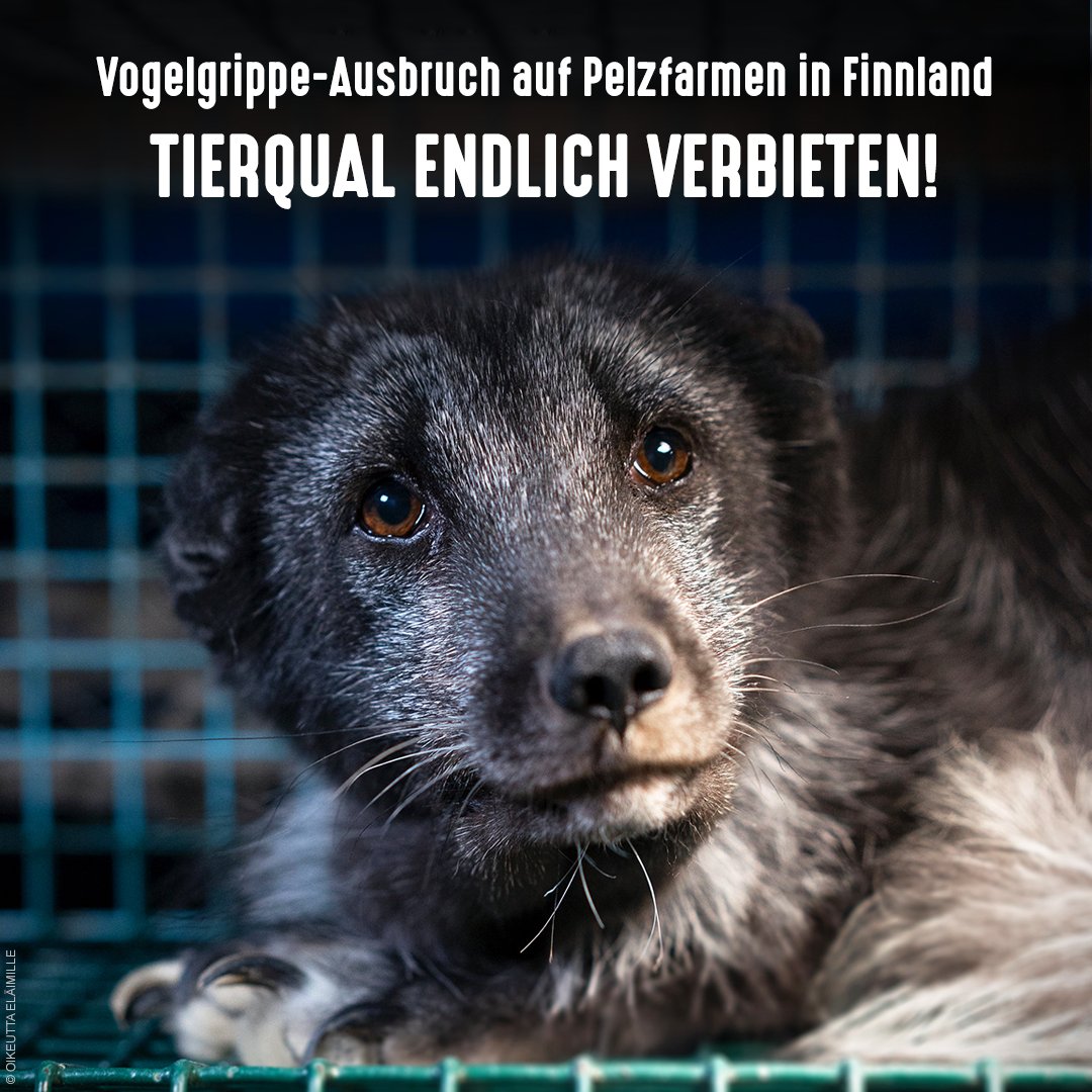 tierschutz_bund's tweet photo. Auf 5 #Pelzfarmen in Finnland wurde das Vogelgrippe-Virus nachgewiesen. Durch die enge Haltung der Füchse &amp; Nerze in winzigen Käfigen kann sich ein solcher Erreger rasant ausbreiten, wie der Ausbruch auf einer spanischen Nerzfarm gezeigt hat. Pelzfarm-Verbot jetzt! #FurFreeEurope https://t.co/f8lJflEIGT