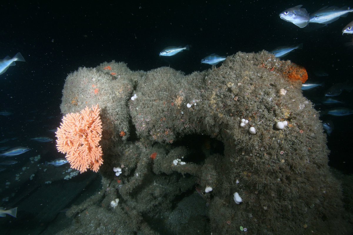 Today is the 50th anniversary of the Protection of Wrecks Act 1973. Thousands of species inhabiting these unique habitats have been recorded and archived with us and are publicly available at buff.ly/3kSEnSe #OceanBiodiversity #Data #MarineBiodiversity