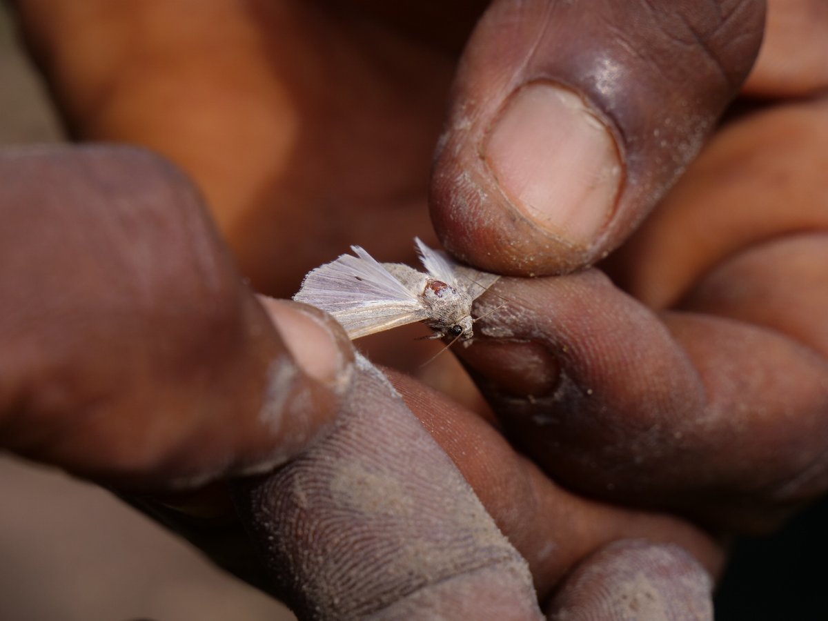 FAOGuineaBissau's tweet photo. « Un seul papillon peut pondre 200 œufs. Ce sont 200 larves qui dévoreront vos plantes, et avant que vous ne vous en rendiez compte, vos plantes auront disparu ! La vigilance est la meilleure approche. » - Charlene Miyakou, agronome, #ChampsÉcoleProducteur #SecuritéAlimentaire https://t.co/96VRkSbxG1