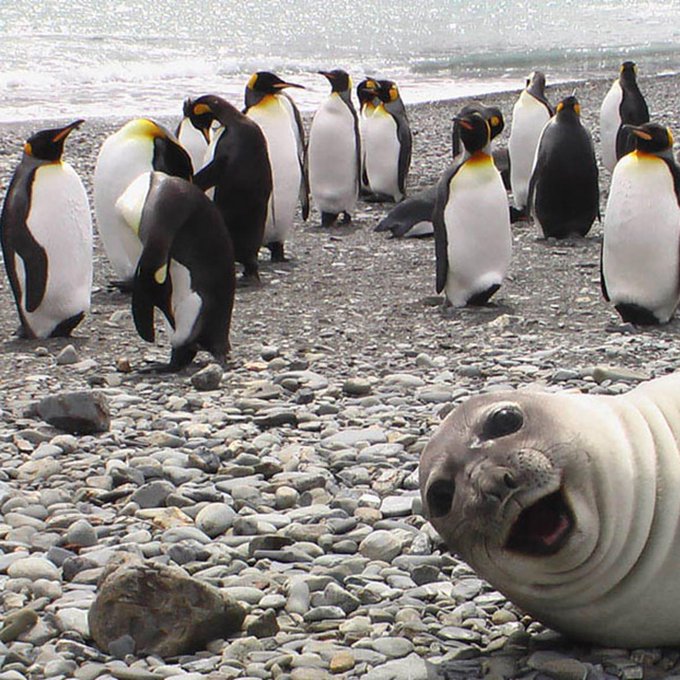 AMAZ1NG_NATURE's tweet photo. #PhotoOfTheDay

A cheeky photobomb  🦭 🐧😍 https://t.co/c4EvuA7Ate