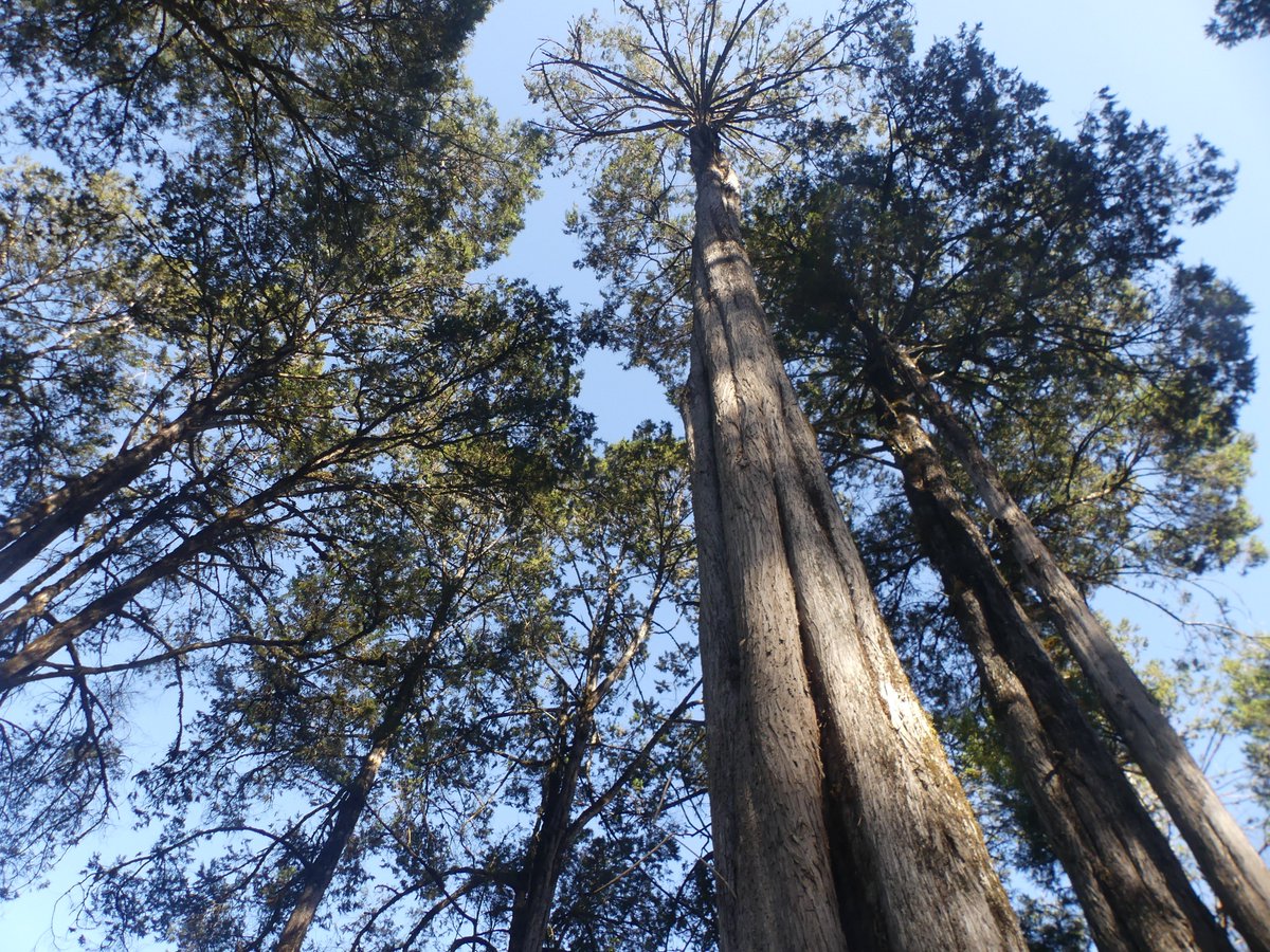 PhotosForTrees's tweet photo. Cedars of Kinangop #thicktrunktuesday
#procera #treesofkenya https://t.co/BPUc0WEV8W