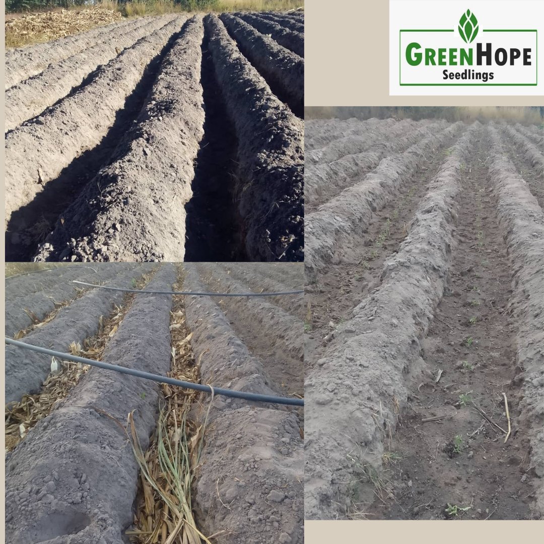 Testimonial Tuesday 🥳🥳🥳
It's the land prep, the effort n hardwork put into this that warms our hearts. The trenching method ensures abundant fertility, good aeration, great drainage n easy root penetration. Kudos to Nyahuni Adventist Farm👌.
Seedlings supplied by GreenHope SN