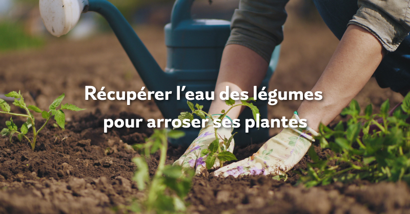 Sowee_Officiel's tweet image. 1. en récupérant l'eau de lavage 🚰 de mes légumes 🥒 pour arroser mes plantes 🪴 #ConsommerResponsable #Arrosage #réutiliser