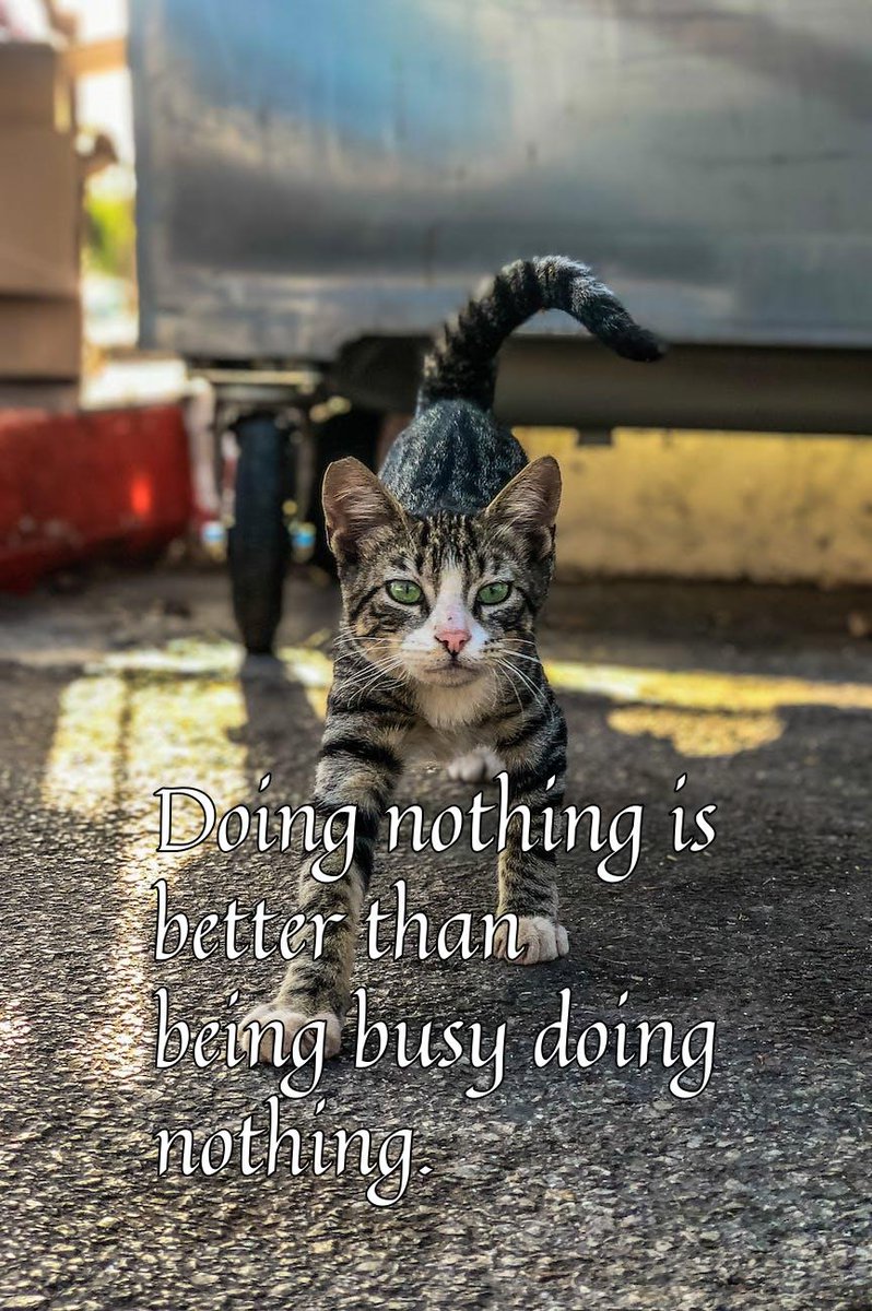 PhilosophyCats's tweet photo. Photo provided by Pexels: https://t.co/VfkySpLiUI

Photographer: Harvey Mandt | https://t.co/fevqJpZNKr
Original picture: https://t.co/vXawVJnAk6

#philosophy #cats #CatsOfTwitter https://t.co/tmz017RAT8