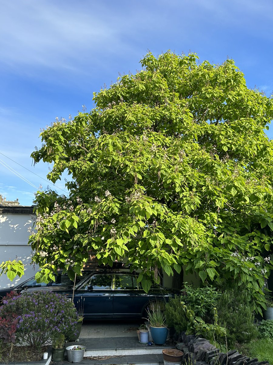 The Linn Botanic Garden tweet media