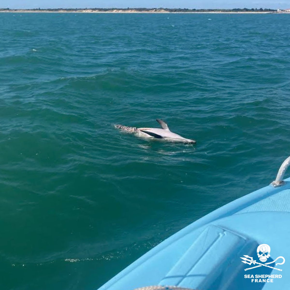 SeaShepherdFran's tweet photo. Un sympathisant a fait la macabre découverte de ce dauphin éventré hier au large de l’île d’Oléron. 

Nous déposons plainte contre X pour mutilation d’espèce protégée.

@MerGouv @Ecologie_Gouv https://t.co/S2C97N8eGq