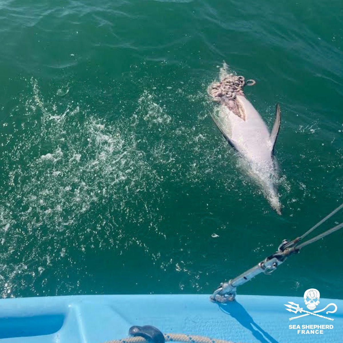 SeaShepherdFran's tweet photo. Un sympathisant a fait la macabre découverte de ce dauphin éventré hier au large de l’île d’Oléron. 

Nous déposons plainte contre X pour mutilation d’espèce protégée.

@MerGouv @Ecologie_Gouv https://t.co/S2C97N8eGq