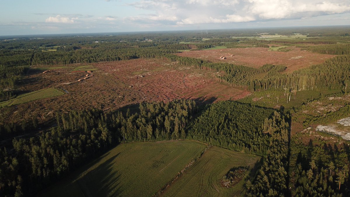ujalka's tweet photo. Metsää kaadettu #aurinkovoimala tieltä 300 ha. Kolme seuramme #suunnistuskartta'a arkistoon. #aurinkovoima #metsä #avohakkuu #luonto #aurinkoenergia #kalanti #uusikaupunki https://t.co/v3DBmptaqn