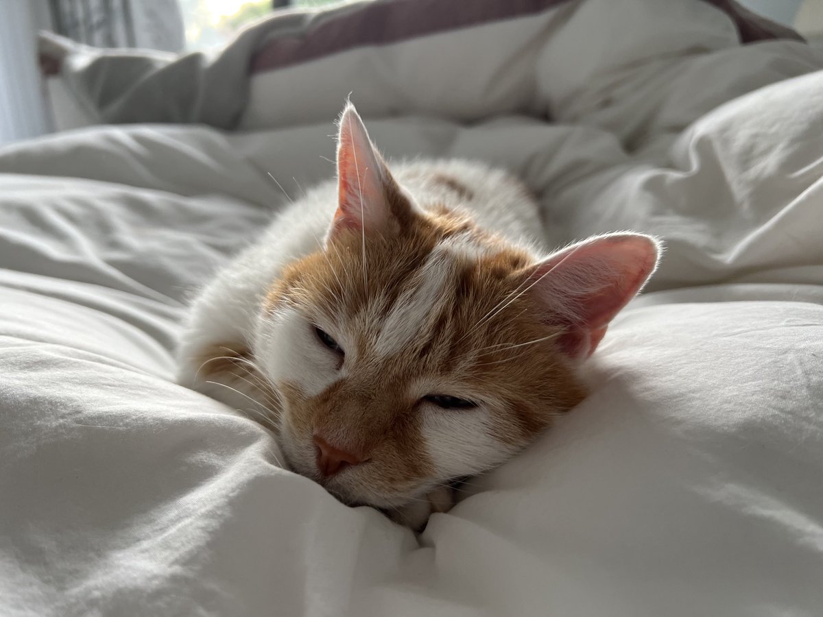 Snoozing into Tuesday! #Catsoftwitter