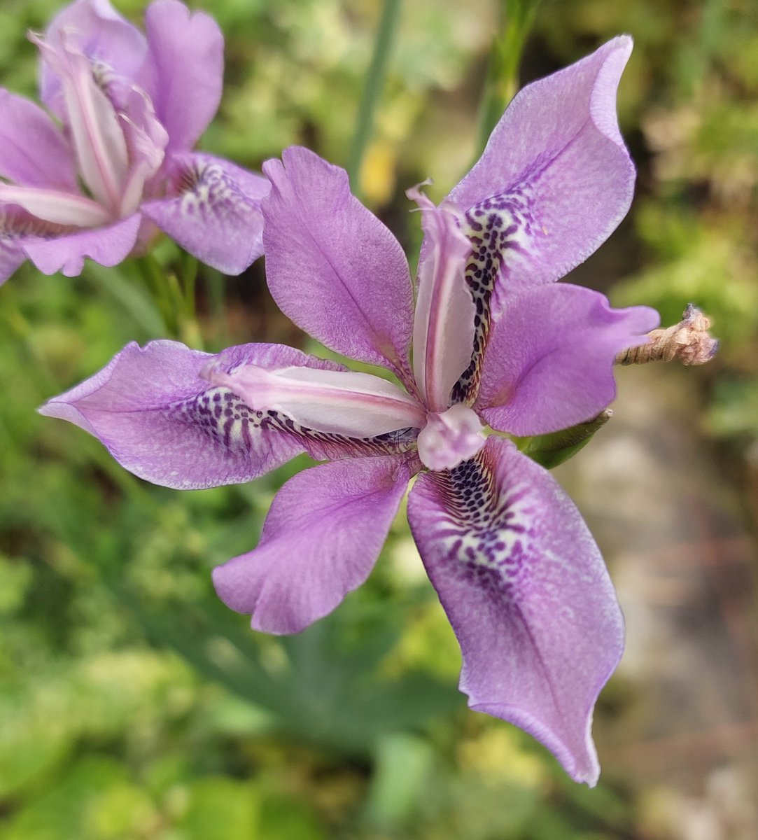 PlantPref's tweet photo. Iris dichotoma. New to us and first time flowering at nearly 1.2m tall!  Hoping for seed for the future.

#iris #irisdichotoma #speciesiris #rareplants #newtous #peatfree https://t.co/OttiMIOA83