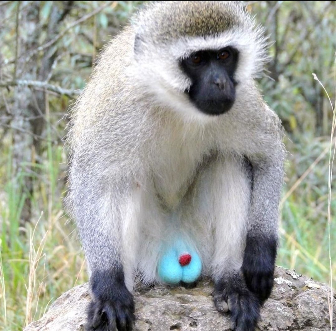 PrimatesDaily's tweet photo. The Vervet monkey https://t.co/6d5yC2s7Ns