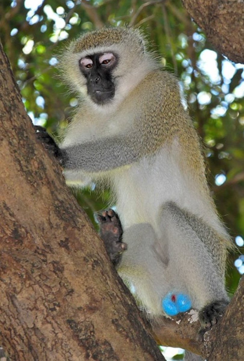 PrimatesDaily's tweet photo. The Vervet monkey https://t.co/6d5yC2s7Ns