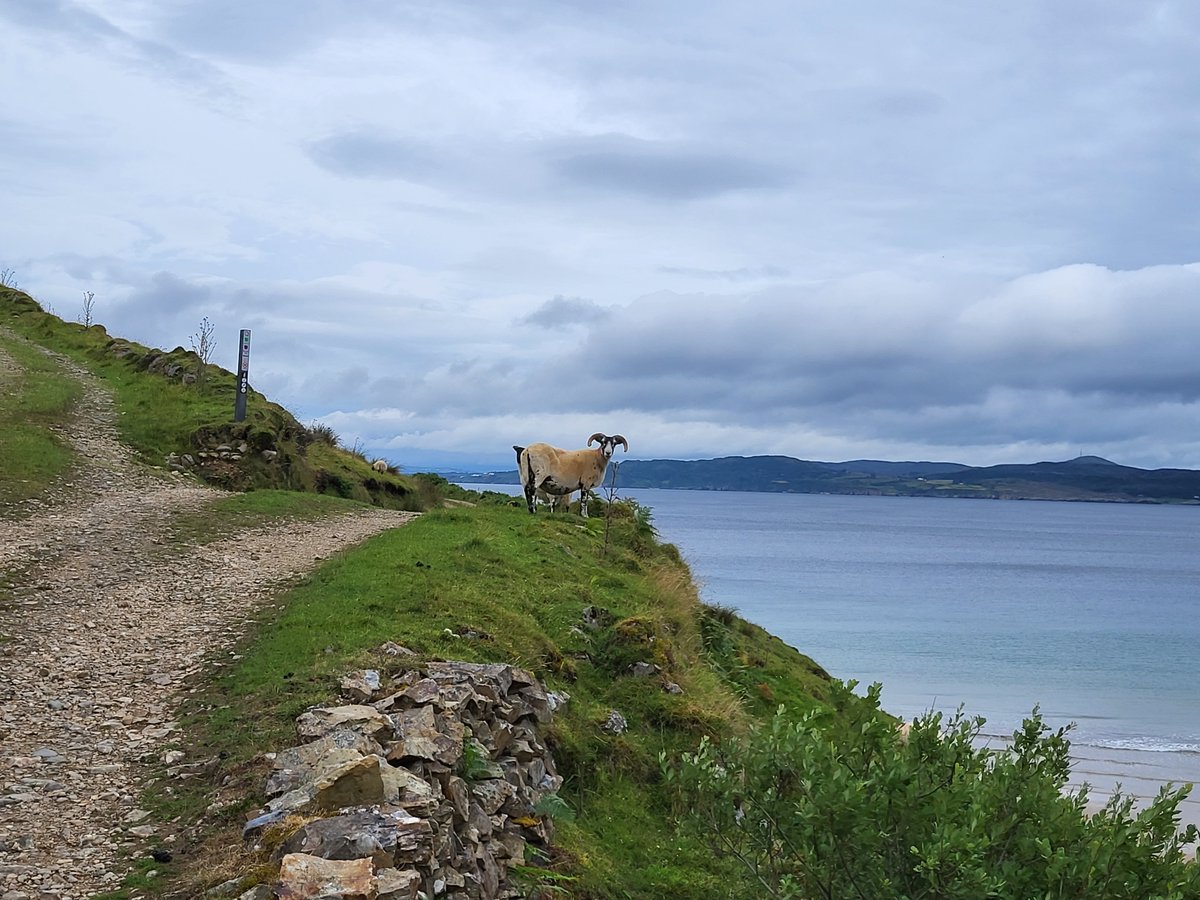 inishview's tweet photo. Views from the Lenan Looped Walk in Urris, Donegal.
https://t.co/Q66MhLVVux
#lenan #clonmany #inishowen #donegal #wildatlanticway #LoveDonegal #KeepDiscovering #visitdonegal #bestofnorthwest #LoveThisPlace #visitireland #discoverdonegal #govisitdonegal #discoverireland #ireland https://t.co/yOCQyVEjMy