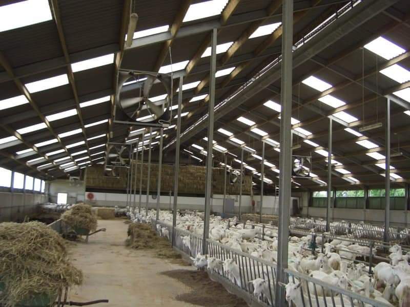 DCFAPakistan's tweet image. آجکل بکریوں کی فارمنگ کا شوق بڑھتا جا رہا ہے، لیکن بہت کم لوگوں کو اس حقیقت کا علم ہوتا ہے کہ 50 یا 100 بکریوں تک کا ریوڑ صرف اس آدمی کے لیے فزیبل ہے جس نے خود کام کرنا ہو اور اپنے گھر کے ایک حصہ میں بکریاں یا بھیڑیں پالنی ہوں اور چرا کر خوراک کا بڑا خرچ بچانا ہو -  ایسے افراد…