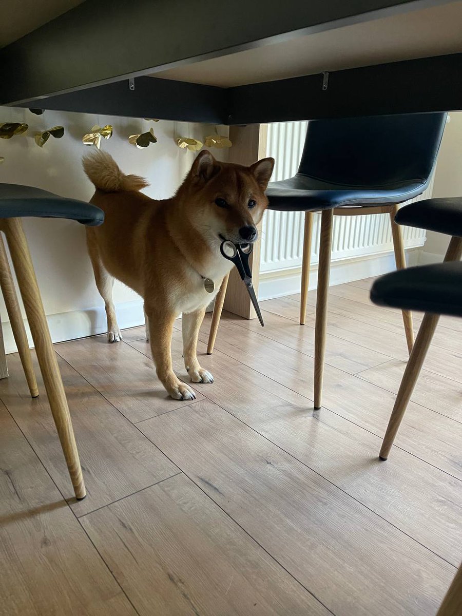 echolalialia's tweet photo. your chances of being killed by a shiba are low but never zero https://t.co/C6Ye0AbHqY