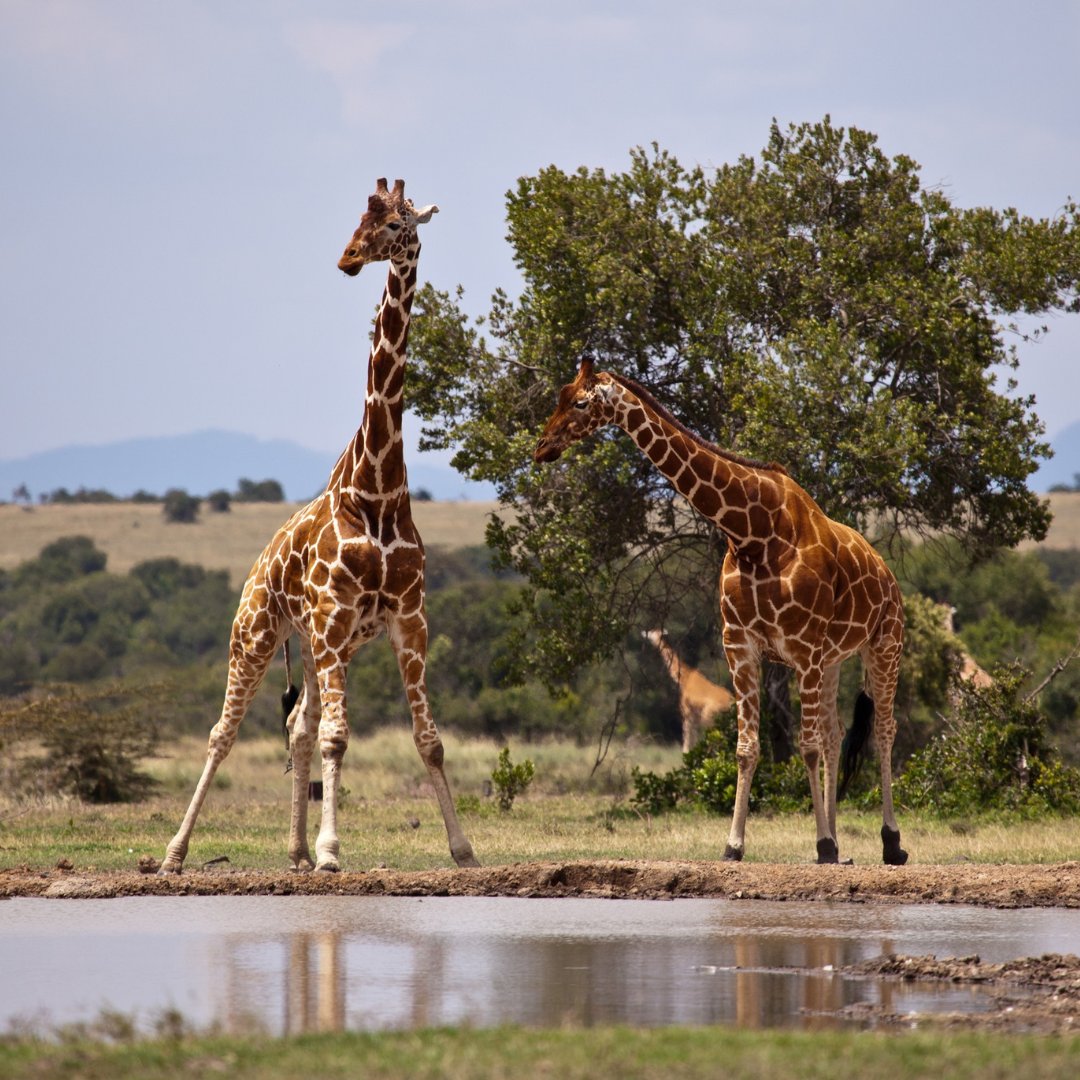 For many travelers, a Kenya Safari Tour is not complete without experiencing its world-famous safari tours.

visit us @ gorillatrips.net/kenya-tours-an…

Call / WhatsApp +256-775-564060

￼info@gorillatrips.net

#travelling #kenya #travelphotography #gamedrive #magicalkenya