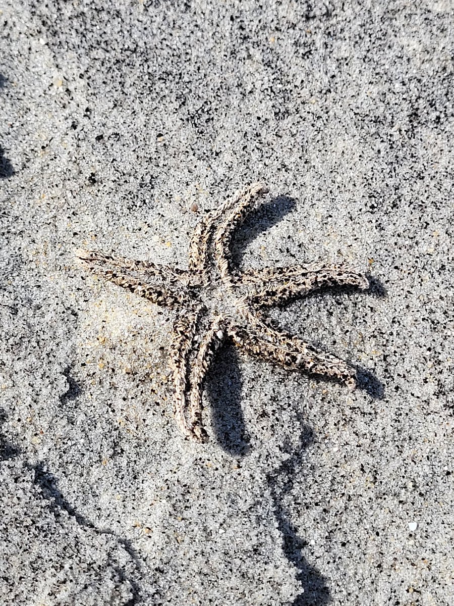 RenateBente's tweet photo. A moment in time...
#NaturePhotography #beachday #starfish https://t.co/uBazZ59T2e