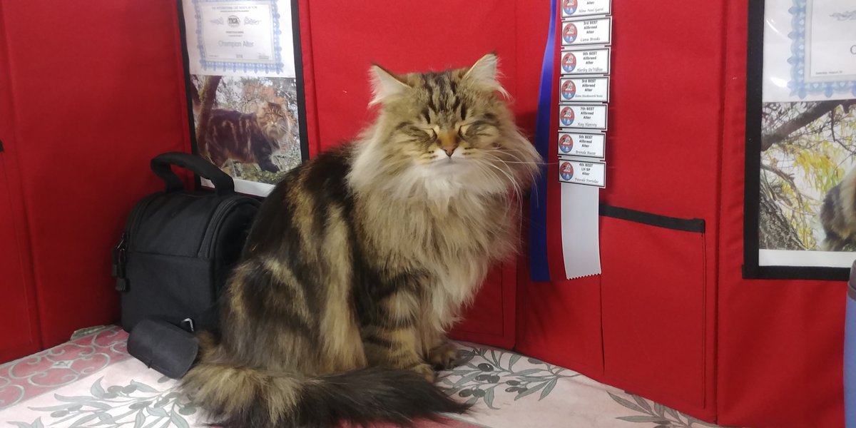 ClaxtonOkajima's tweet photo. Have you ever known a very pretty female cat, who is a "Model Diva?" #PrettyCats #CatsOfTwitter #CatsOfInstagram #ModelCats #Models #Modeling https://t.co/Ln1lrOi8jz