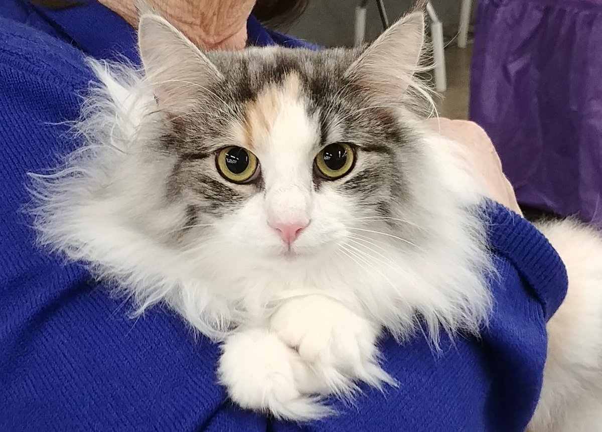 ClaxtonOkajima's tweet photo. Have you ever known a very pretty female cat, who is a "Model Diva?" #PrettyCats #CatsOfTwitter #CatsOfInstagram #ModelCats #Models #Modeling https://t.co/Ln1lrOi8jz